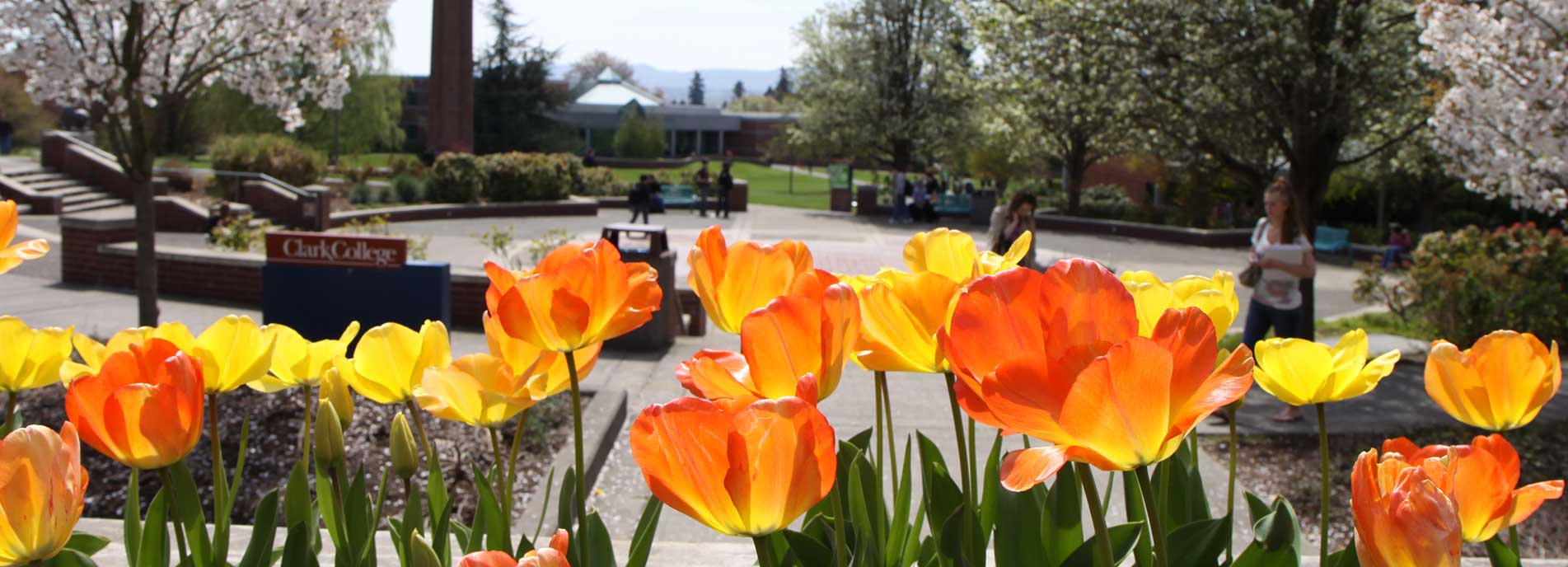 Fountain, tulips, campus in the summer
