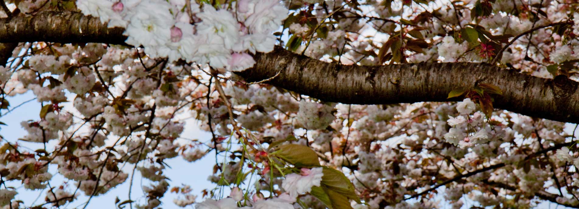 Blossoms