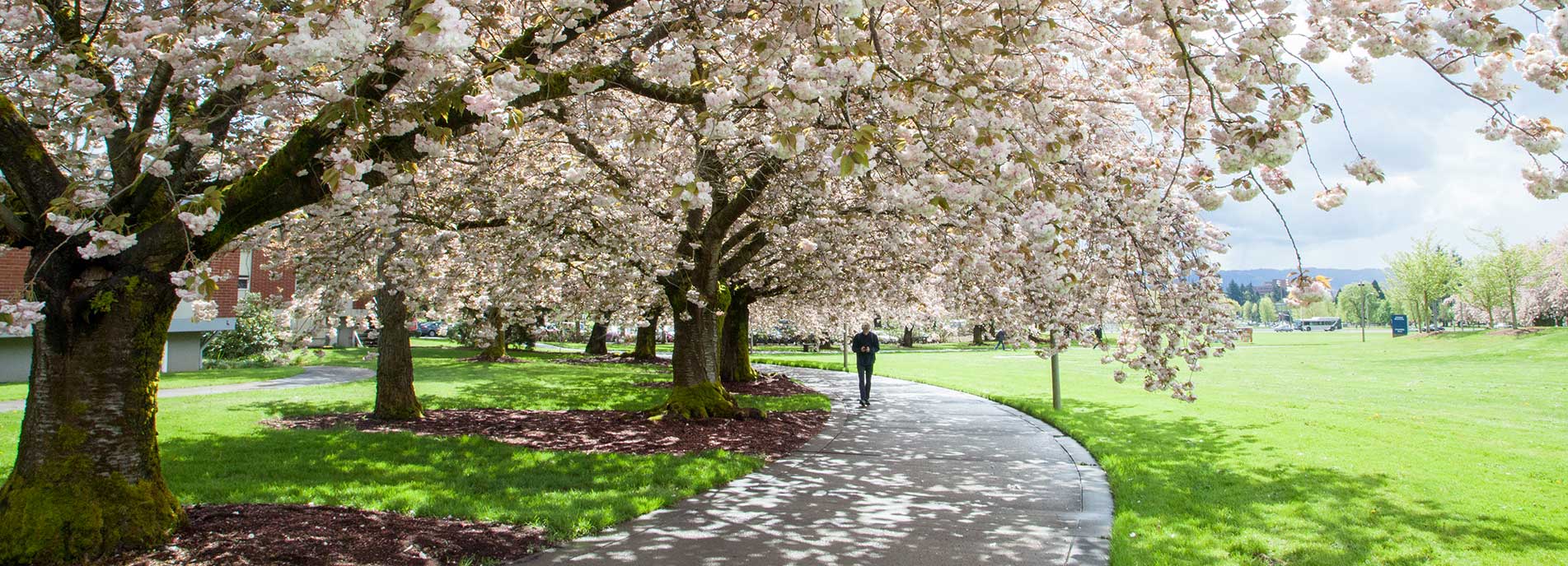 cherry tree path