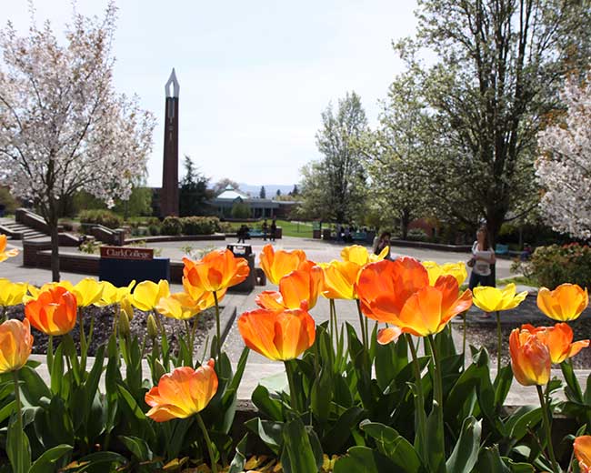 Fountain, tulips, tower, campus in the summer