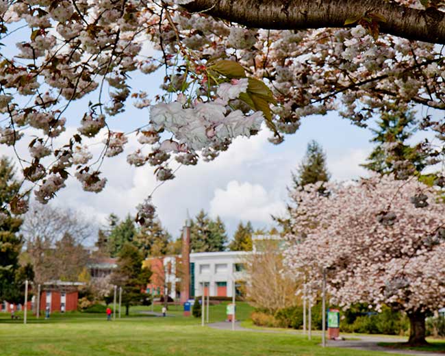 campus in the spring