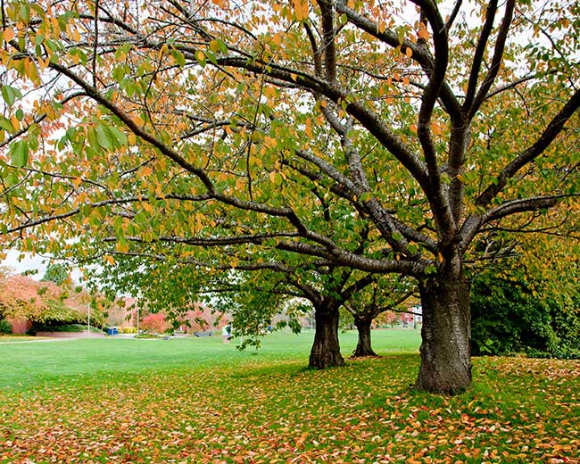 campus in the fall